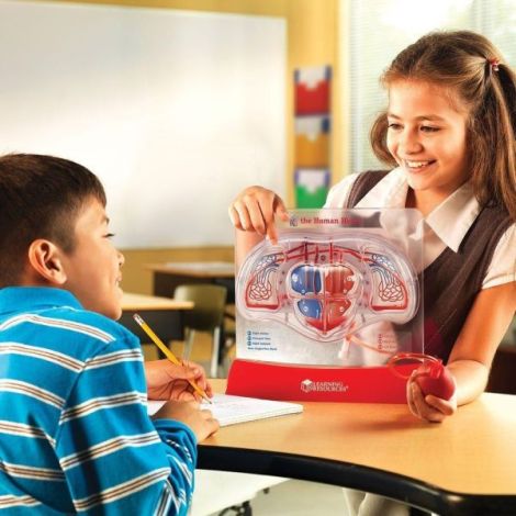 Model Inima Functionala Learning Resources - imagine 3