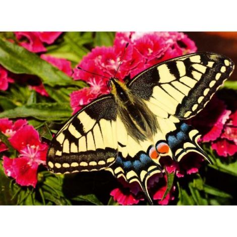 Puzzle Ravensburger Fluture 500 Piese Colorate - imagine 3