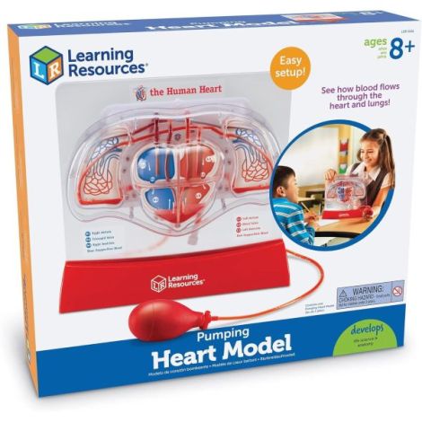 Model Inima Functionala Learning Resources - imagine 5