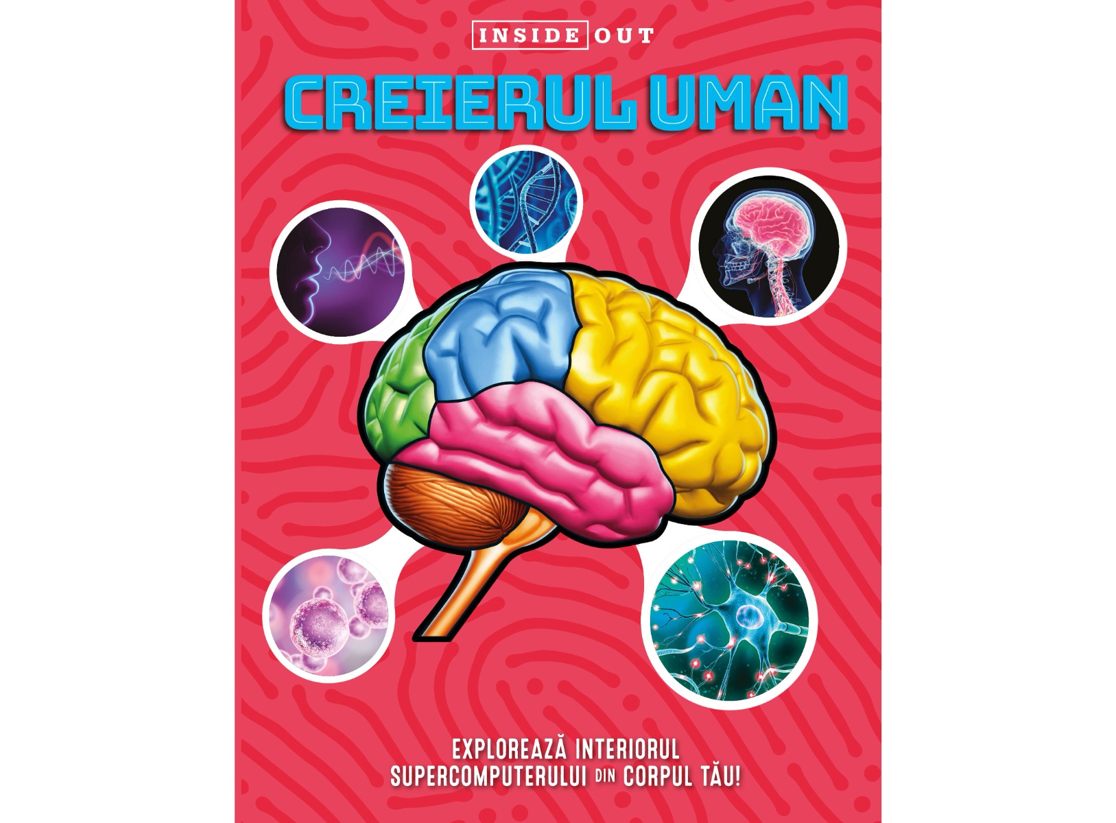 Creierul Uman 3D - Kreativ