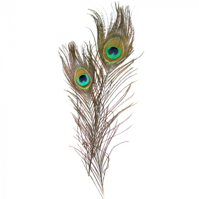 Set 2 Pene Paun 25cm Colorart | Decor & Crafts