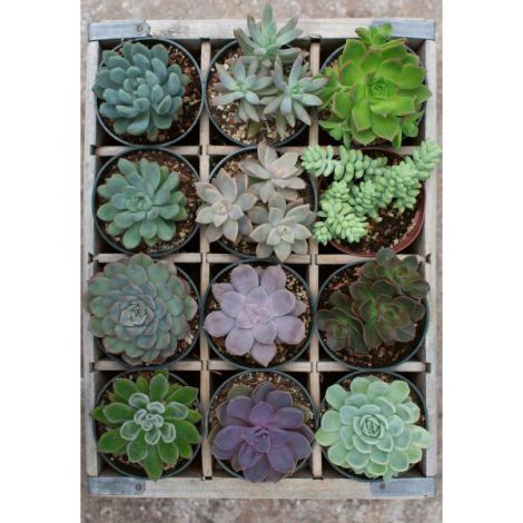 Puzzle Plante Suculente, 300 piese, Ravensburger - imagine 3