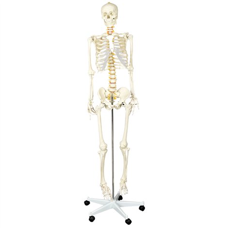 Schelet uman Moje Bambino 170cm - Didactic