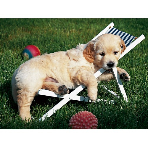 Puzzle Ravensburger Golden Retriever 500 piese