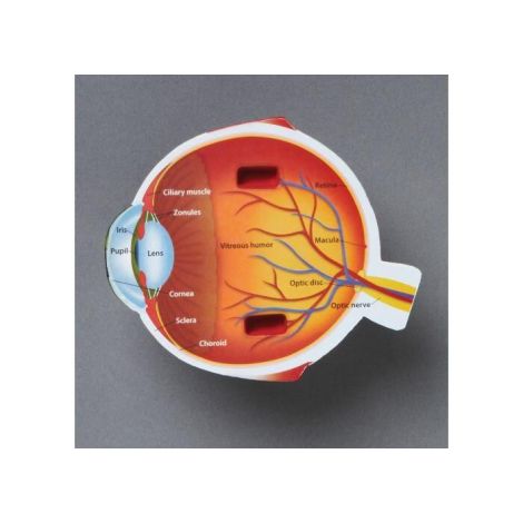 Model Anatomie Ochi Learning Resources Educativ - imagine 4