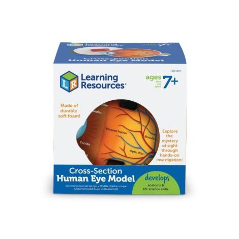 Model Anatomie Ochi Learning Resources Educativ