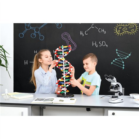 Mulaj ADN Moje Bambino - Model didactic educațional - imagine 3