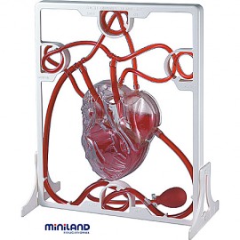 Miniland Inima și Sistemul Circulator 3D