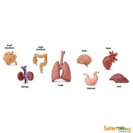 Tub 8 Figurine Organe Corp Safari Ltd. - imagine 3