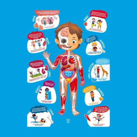 Hape Puzzle Corpul Uman - Jucarie Educativa 61 Piese - imagine 4