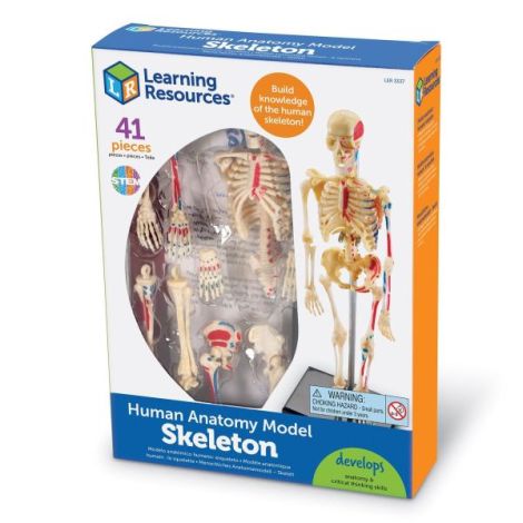Șablon Corp Uman Schelet Learning Resources - imagine 5