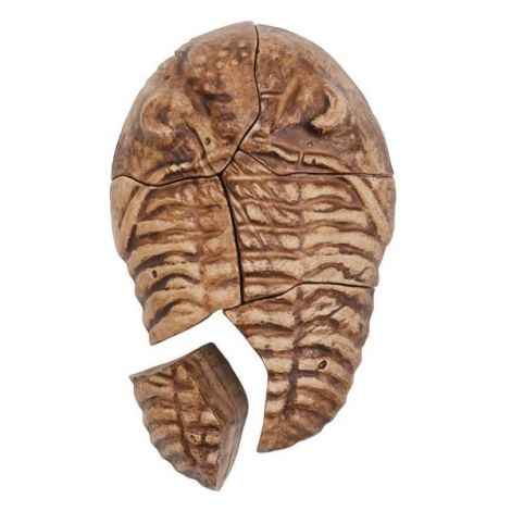 Fosile Trilobit 3D Guidecraft - Puzzle Magnetic Educativ - imagine 3