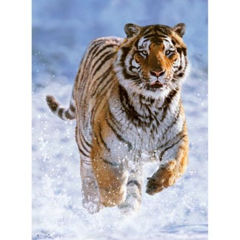 Puzzle Tigru 500 piese - Ravensburger - imagine 3