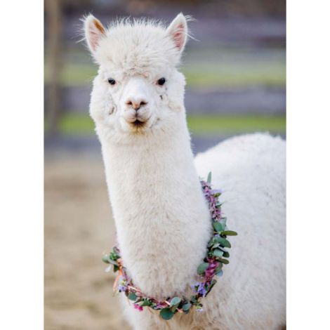 Puzzle Alpaca 200 Piese Ravensburger, Relaxare - imagine 2