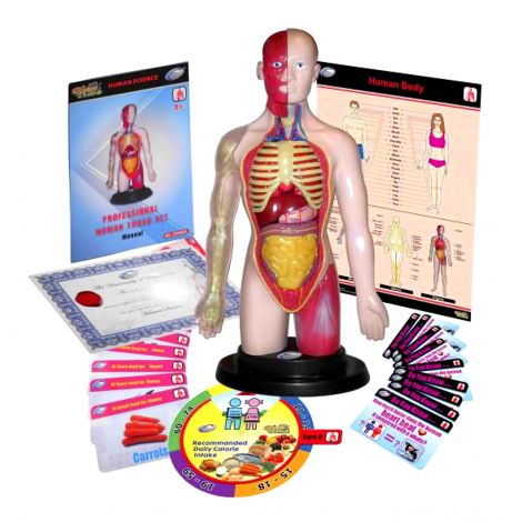 Kit Anatomie Corpul Uman Miniland - 16 Organe Detasabile