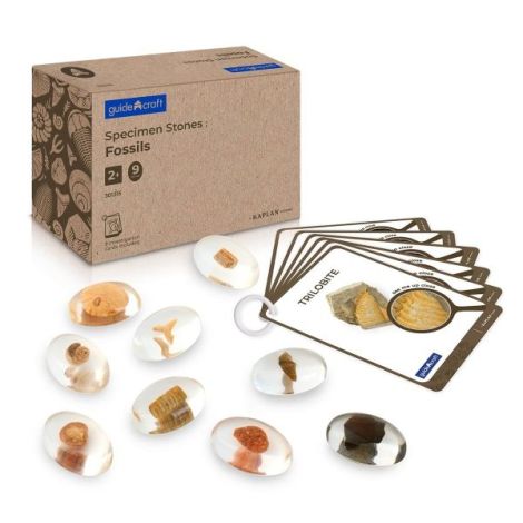 Guidecraft Specimen Stones - Set Fosile Preistorice