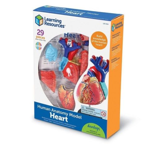 Șablon Inima Learning Resources, Anatomie Interactivă - imagine 5