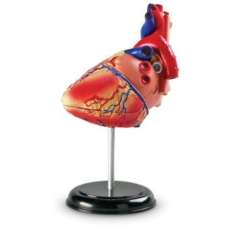 Șablon Inima Learning Resources, Anatomie Interactivă - imagine 3