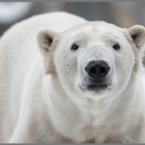 Brainstorm Proiector Lanterna Animale Periculoase - imagine 8
