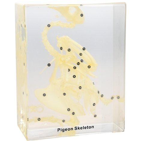 Schelet Porumbel Plexiglas Moje Bambino Didactic