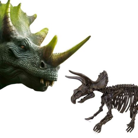 Set Excavare Triceratops | Arheolog 2in1 Ses Creative - imagine 5