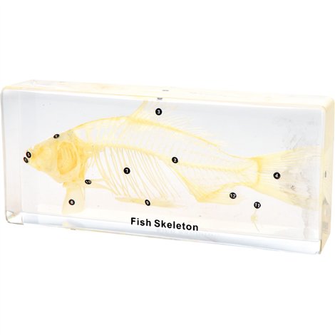Schelet Peste Plexiglas Moje Bambino - Didactic