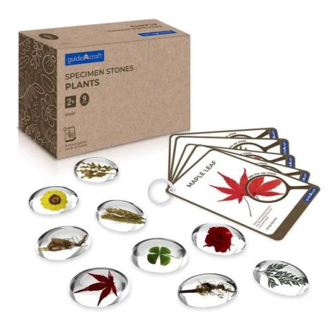 Pietre Specimen Plante Guidecraft - Set Educativ