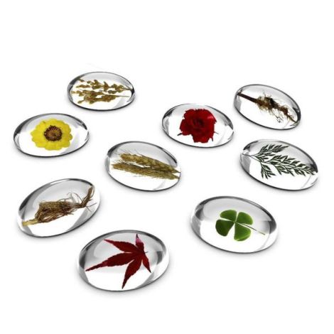 Pietre Specimen Plante Guidecraft - Set Educativ - imagine 5