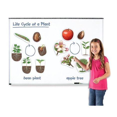 Ciclul Vietii Plantei - Set Magnetic Learning Resources - imagine 2