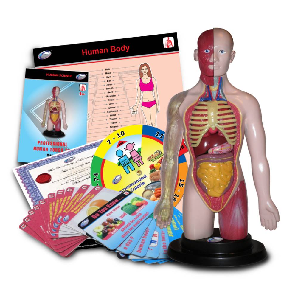 Set Educativ Eastcolight Corpul Uman 3D