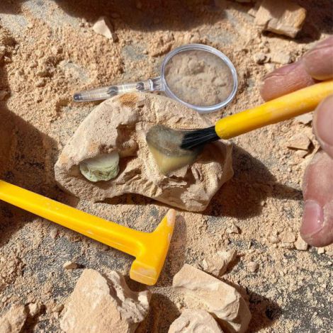 Geosafari Kit Excavare Fosile Educational Insights - imagine 4