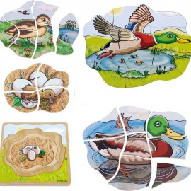 Puzzle Stratificat Rata Beleduc - Anatomie și Logică - imagine 2