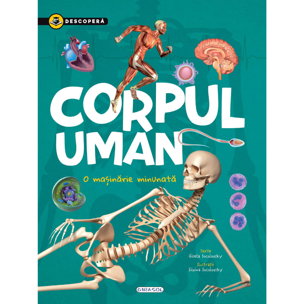 Descopera Corpul Uman Girasol - Ghid Anatomie