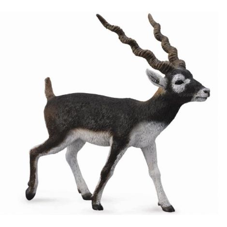 Antilopa Blackbuck Collecta - Pictat Manual