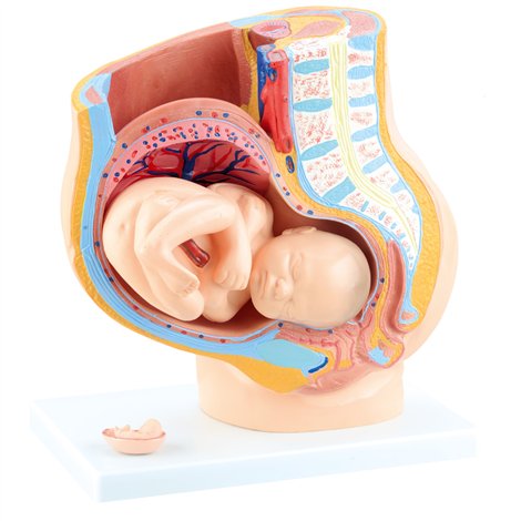 Mulaj pelvis femeie însărcinată Moje Bambino - imagine 2