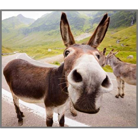 Proiector Lanterna Animalute Brainstorm Copii 3+ - imagine 7