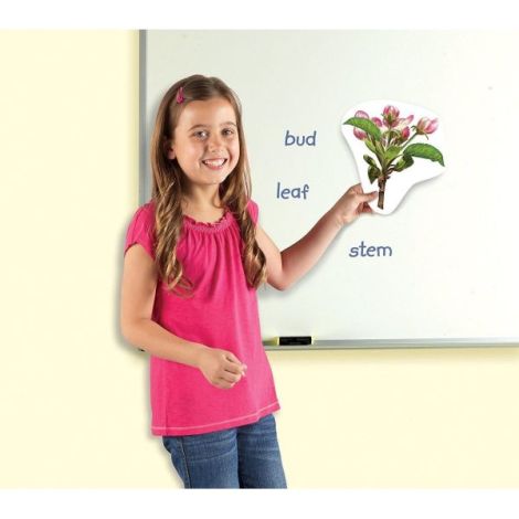 Ciclul Vietii Plantei - Set Magnetic Learning Resources - imagine 3