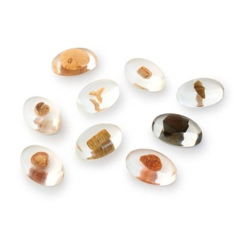 Guidecraft Specimen Stones - Set Fosile Preistorice - imagine 5