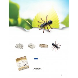 Ciclul Vieții la Furnică Safari Ltd - Set Educativ - imagine 2
