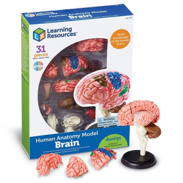Macheta Creier Educational Learning Resources