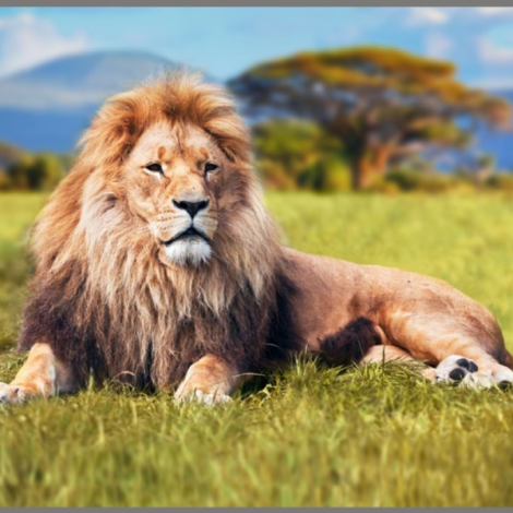 Brainstorm Proiector Lanterna Animale Periculoase - imagine 5