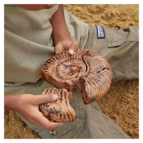 Set Fosile Ammonite 3D Magnetic | Guidecraft - imagine 2