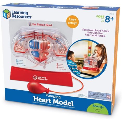 Model Inima Functionala Learning Resources - imagine 4