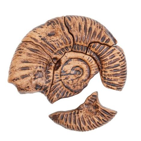 Set Fosile Ammonite 3D Magnetic | Guidecraft - imagine 3