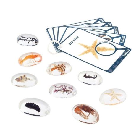 Specimen Stones Sea Creatures Guidecraft - Set 9 piese - imagine 2