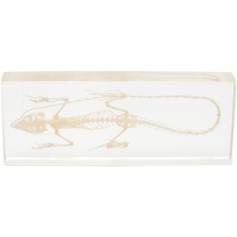 Schelet Șopârlă Plexiglas Moje Bambino | Didactic