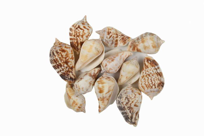 Scoici Colorate Colorart, 3-4 cm, Set 12 Bucăți