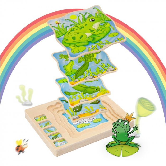 Puzzle Broscuta Ciclul Vietii Lemn Krista