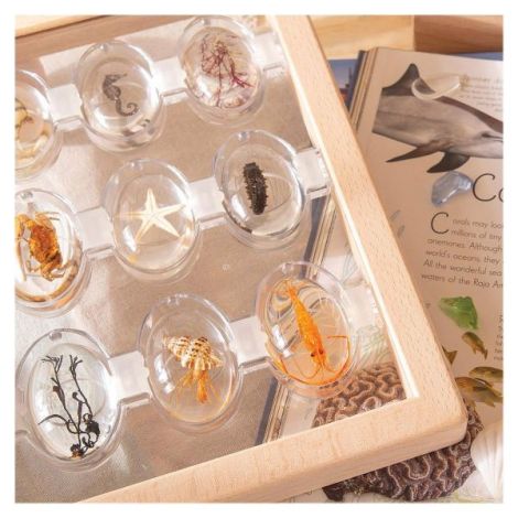 Specimen Stones Sea Creatures Guidecraft - Set 9 piese - imagine 4