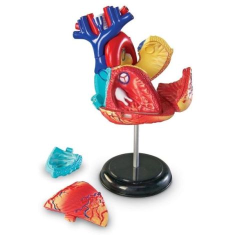 Șablon Inima Learning Resources, Anatomie Interactivă - imagine 2